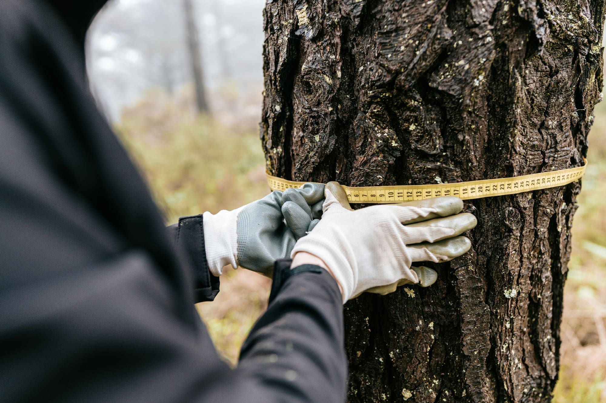 Tree A person measuring the circumference of a tree trunk with a tape measure.